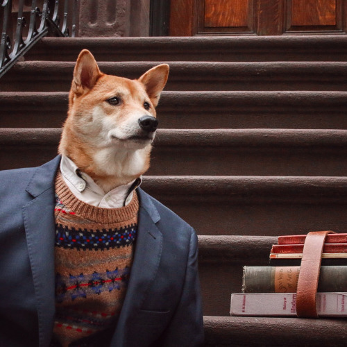 Bodhi le 'Menswear Dog' est le chien le plus stylé au monde