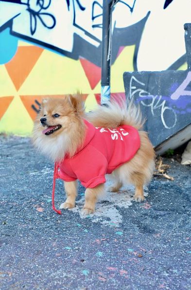 Des vêtements streetwear trop cute pour votre chien fashion