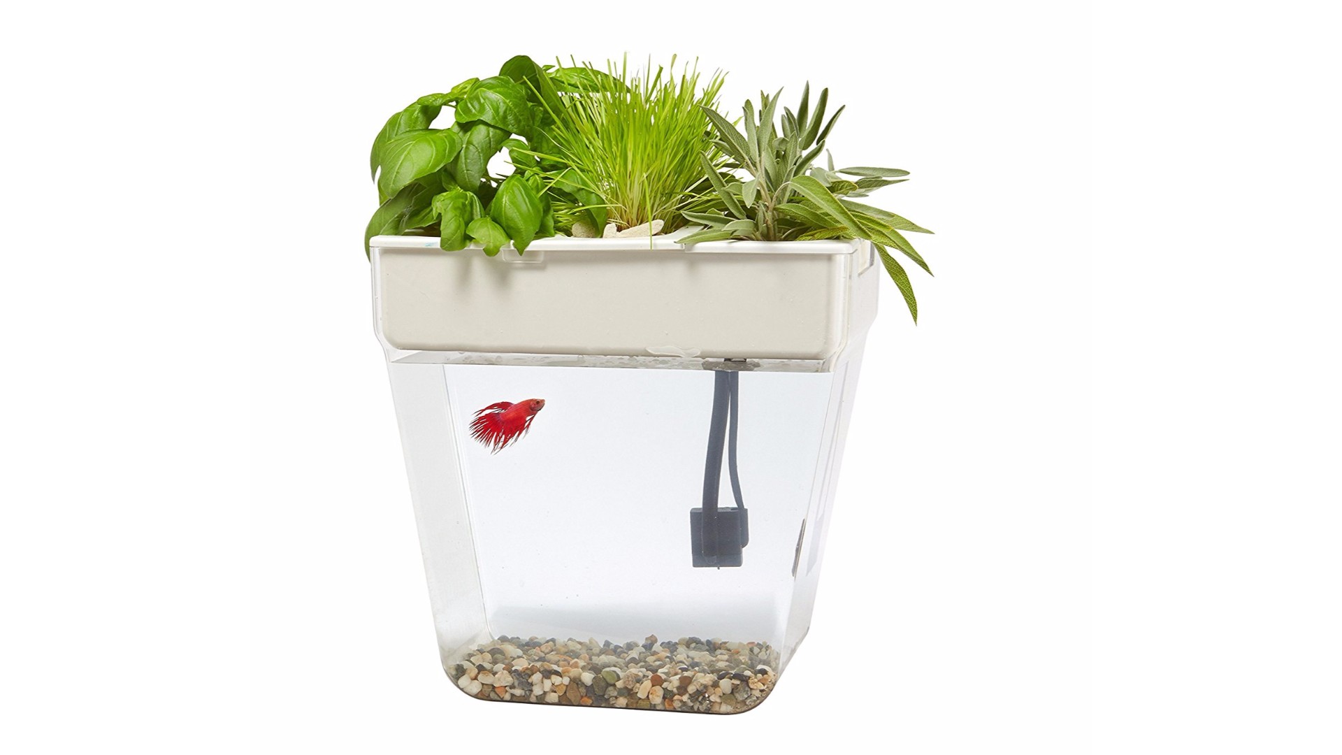Cet aquarium-jardin tout-en-un se nettoie automatiquement