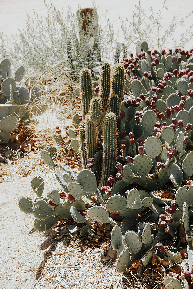 Le roadtrip américain de Bianca Des Jardins, de Los Angeles à Pheonix [Photos]