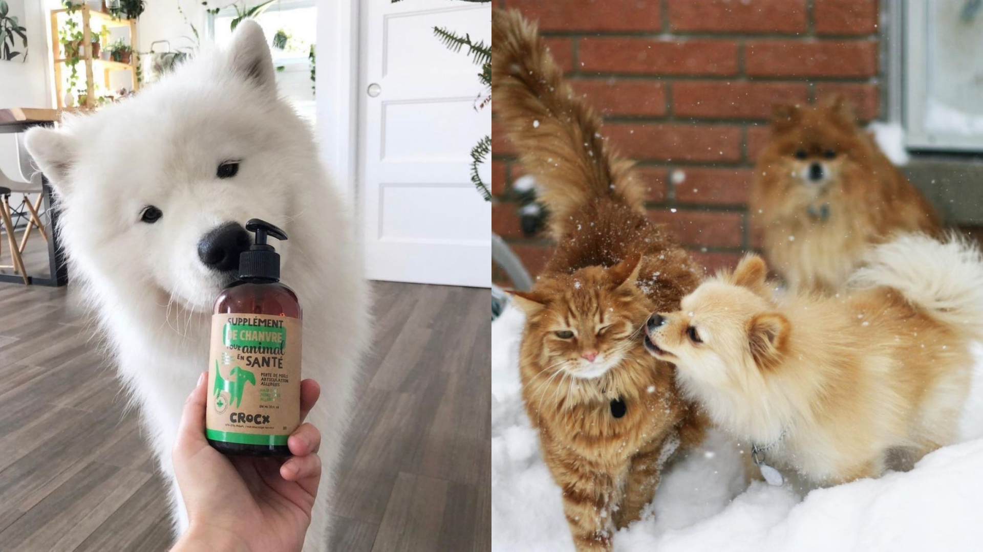 Mondou propose des produits au chanvre qui feront certainement plaisir à vos animaux! [PHOTOS]