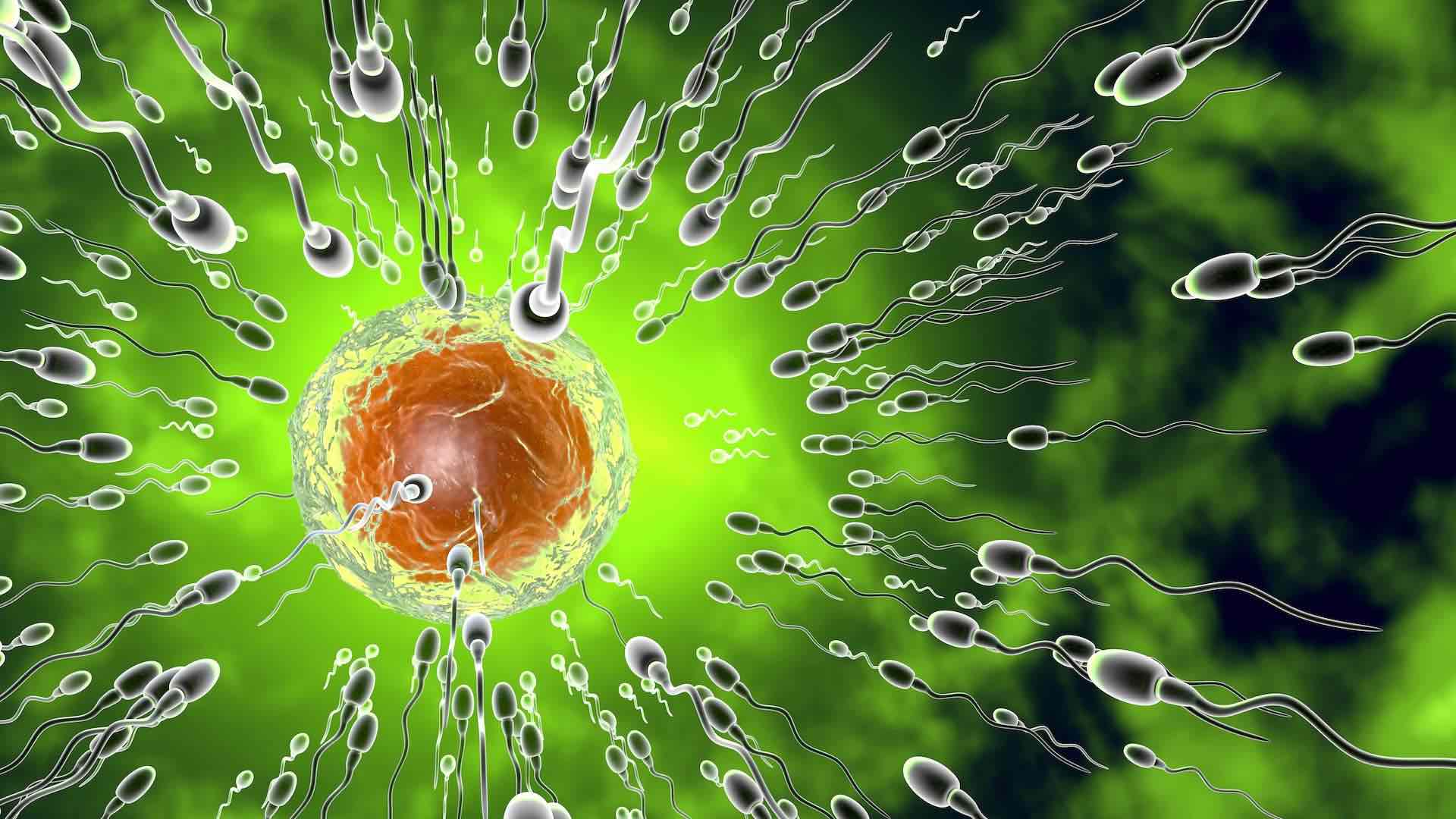 Comment le cannabis affecte la fertilité masculine?