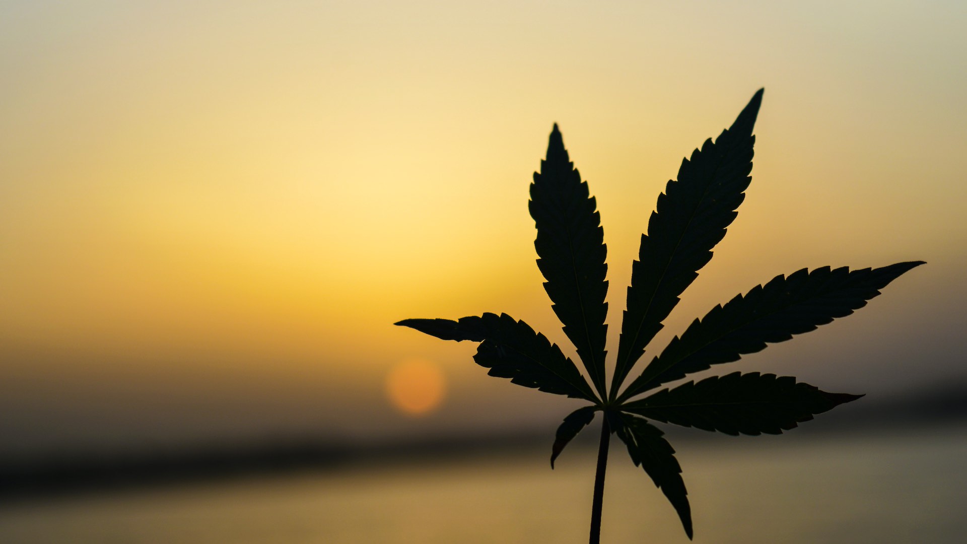 Quels sont les effets positifs de la marijuana chez l’homme?