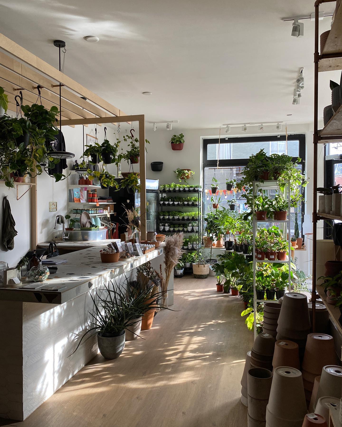 Alma Plantes